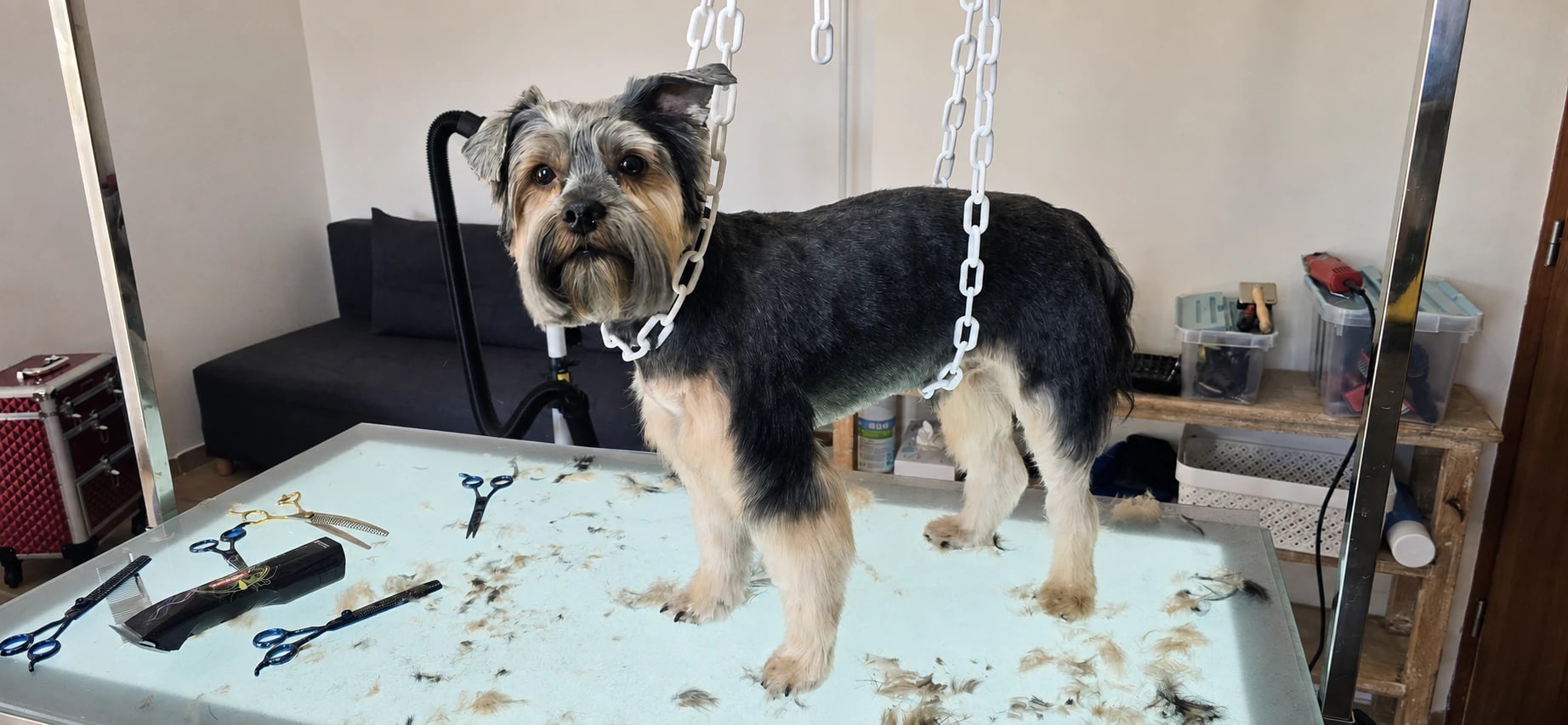 Rasta, Yorkshire Terrier, nachher le toilettage