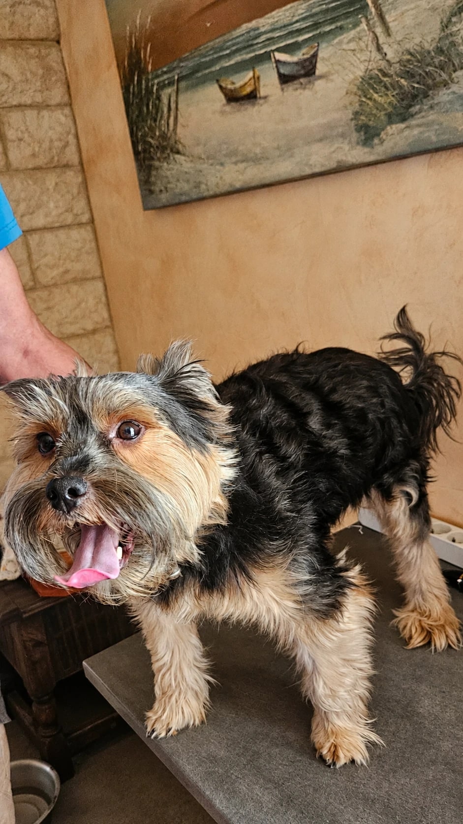 Rasta, Yorkshire Terrier, avant